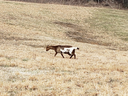 Brown-and-white goat walking across a dry grassy field