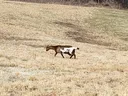 Brown-and-white goat walking across a dry grassy field