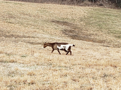 Brown-and-white goat walking across a dry grassy field