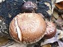 mushrooms on log