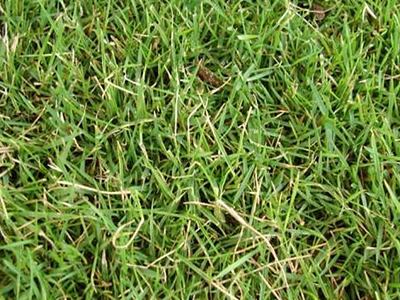 Green grass lawn close-up with thin blades and small dry patches