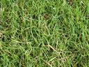 Green grass lawn close-up with thin blades and small dry patches