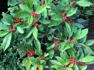 Ilex verticillata winterberry
