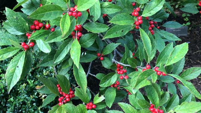 Ilex verticillata winterberry