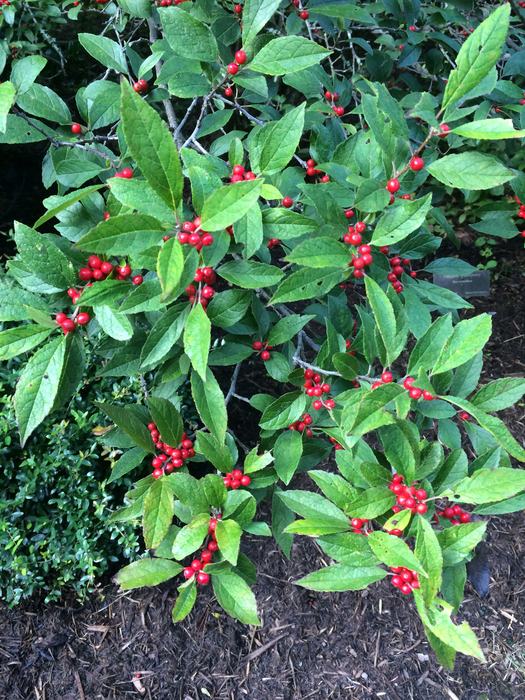 ilex verticillata winterberry