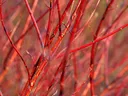 red bark