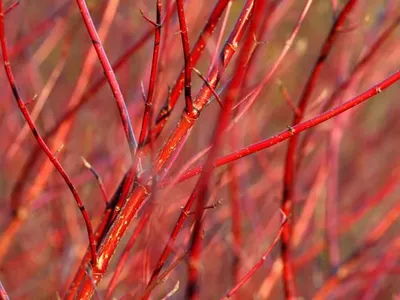 red bark