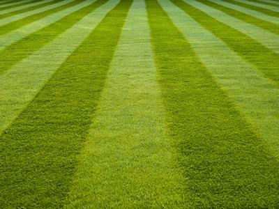 rows of green golf course grass