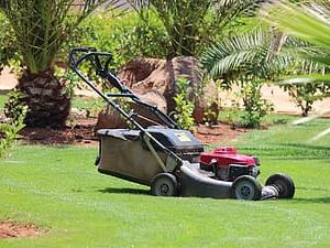 Gas-powered push lawn mower on a grassy lawn near palm trees