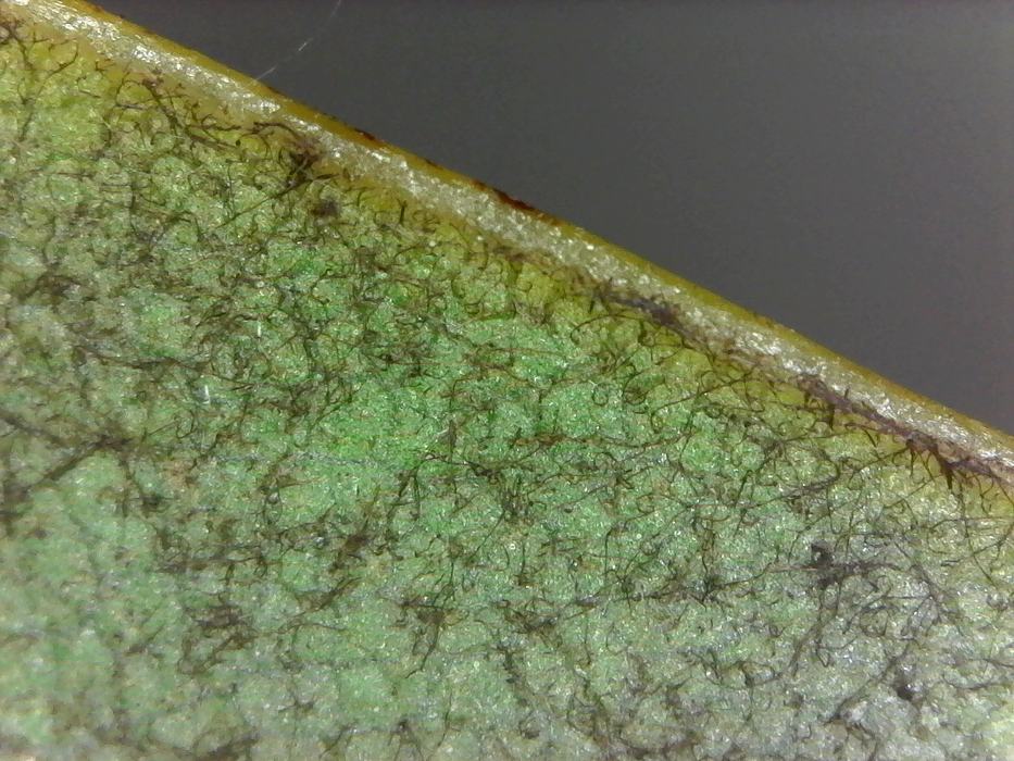 Pubescence on seedling-origin magnolia