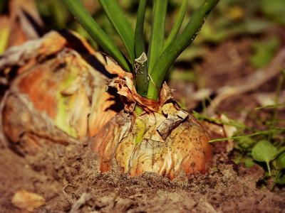 Photo of an onion growing in the garden
