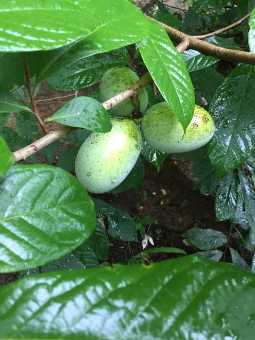 pawpaw