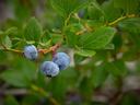 3 blueberries on a branch