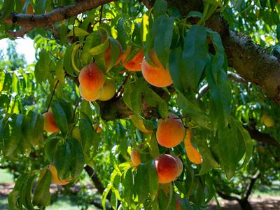 Orange and Yellow Peaches with Green Leaves hanging from a Peach tree