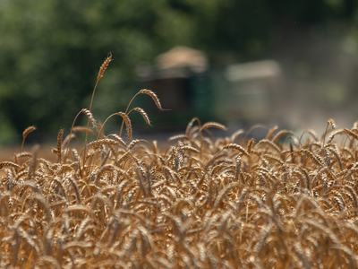Up Close Photo Of Wheat In a Field