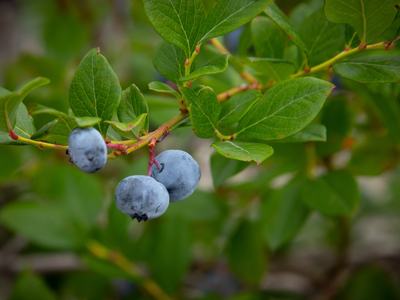3 blueberries on a branch