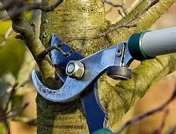 pruning shears on tree limb