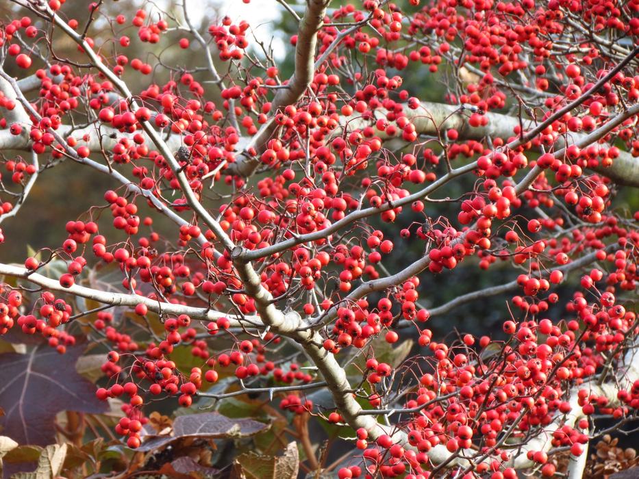 winterberry