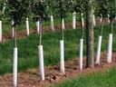 row of fruit trees with guards around the trunks