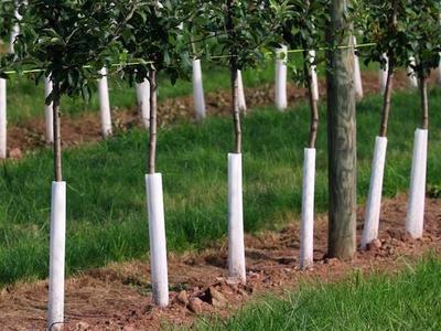 row of fruit trees with guards around the trunks