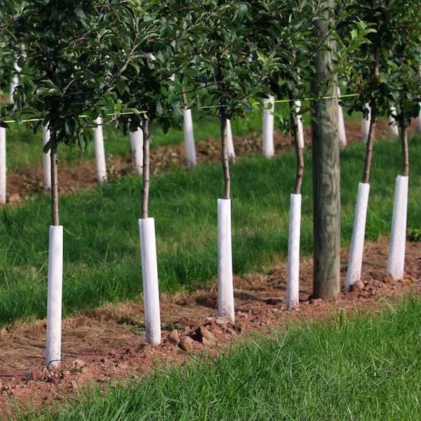 row of fruit trees with guards around the trunks