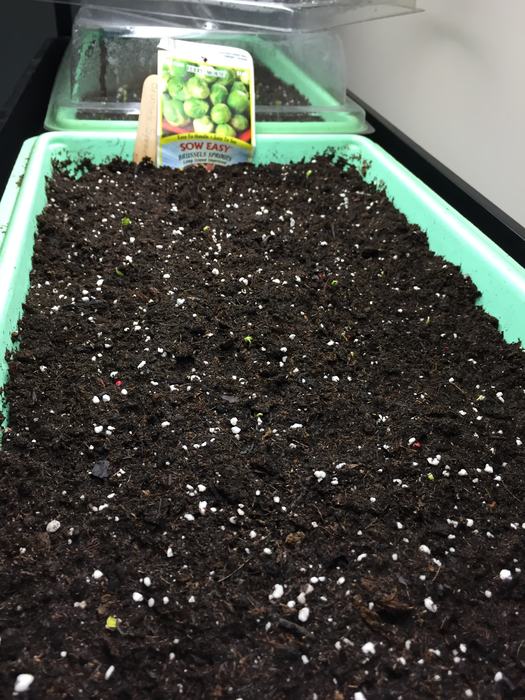 seedlings planted in tray