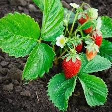 strawberry plant