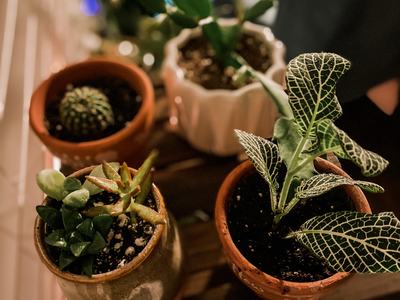 indoor plants