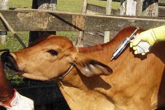vaccinating cattle