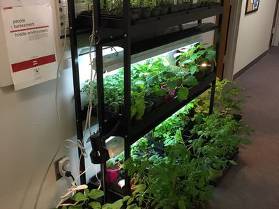 veggie seedlings