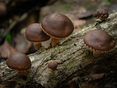 Photo of shiitake mushrooms growing on a log