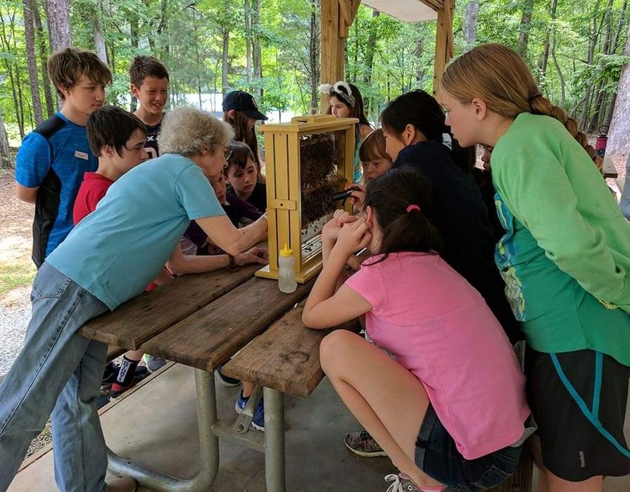 Kids looking at bees