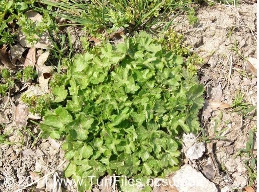 Vegetative growth of buttercup