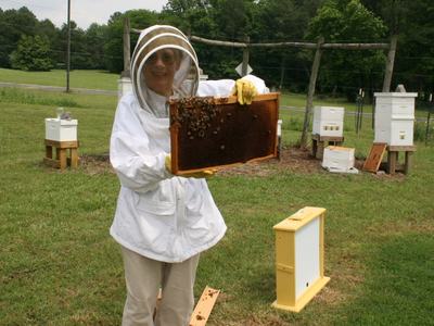 Person in beekeeping suit holding a honeycomb frame with bees at an apiary