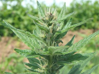 toop of young hemp plant