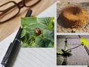 Pests