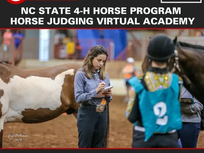 NC State 4-H Horse Program Horse Judging Virtual Academy; judge taking notes beside horses