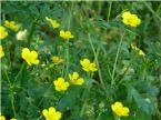 Cluster of small yellow buttercup flowers with green leaves and grass background