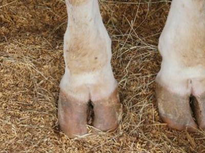 foot rot on cow
