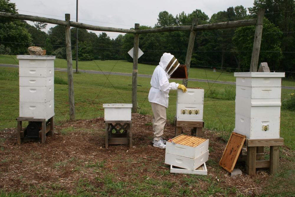 Judy returns the frame from the observation hive to the CCBA Apiary