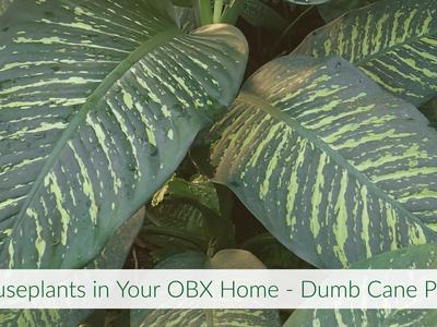 Variegated dumb cane leaves with text "Houseplants in Your OBX Home - Dumb Cane Plant"