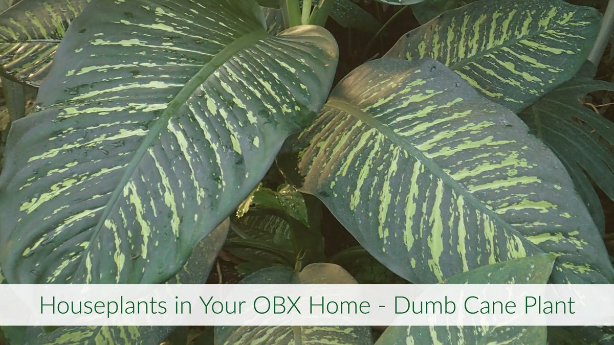 Dumb Cane