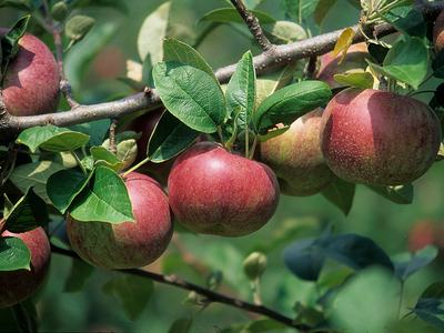 Ripe red apples hanging from a leafy tree branch.