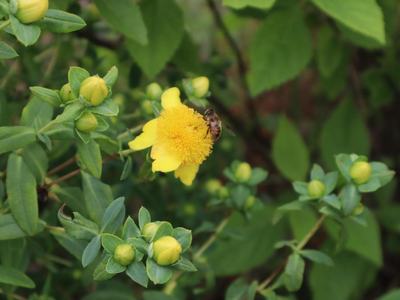 St. John's Wort