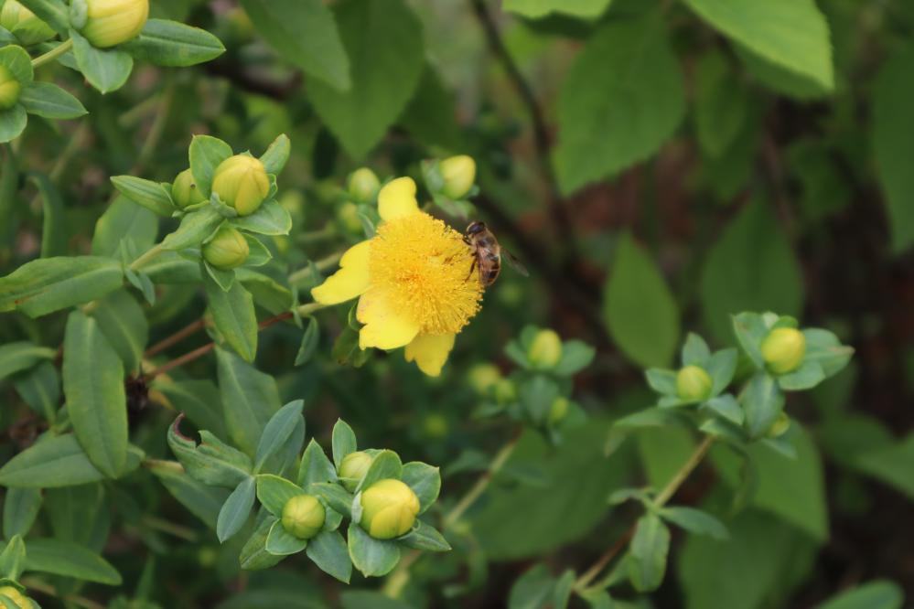 St. John's Wort