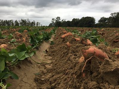 Sweet potatoes in field