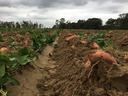 Sweet potatoes in field