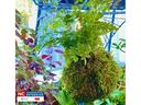 kokedama ball