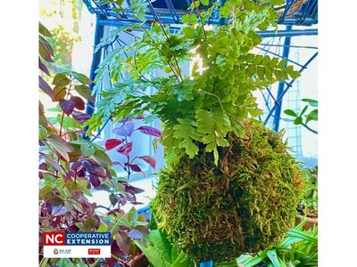 kokedama ball