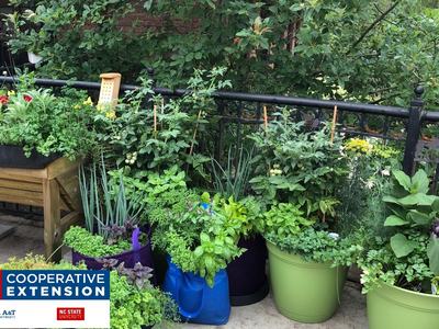 Container herb and vegetable garden on balcony railing; NC Cooperative Extension logo